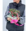 Фуксия горшечная