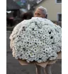 Ромашковый восторг