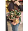 Праздничная коробочка с нобилисом